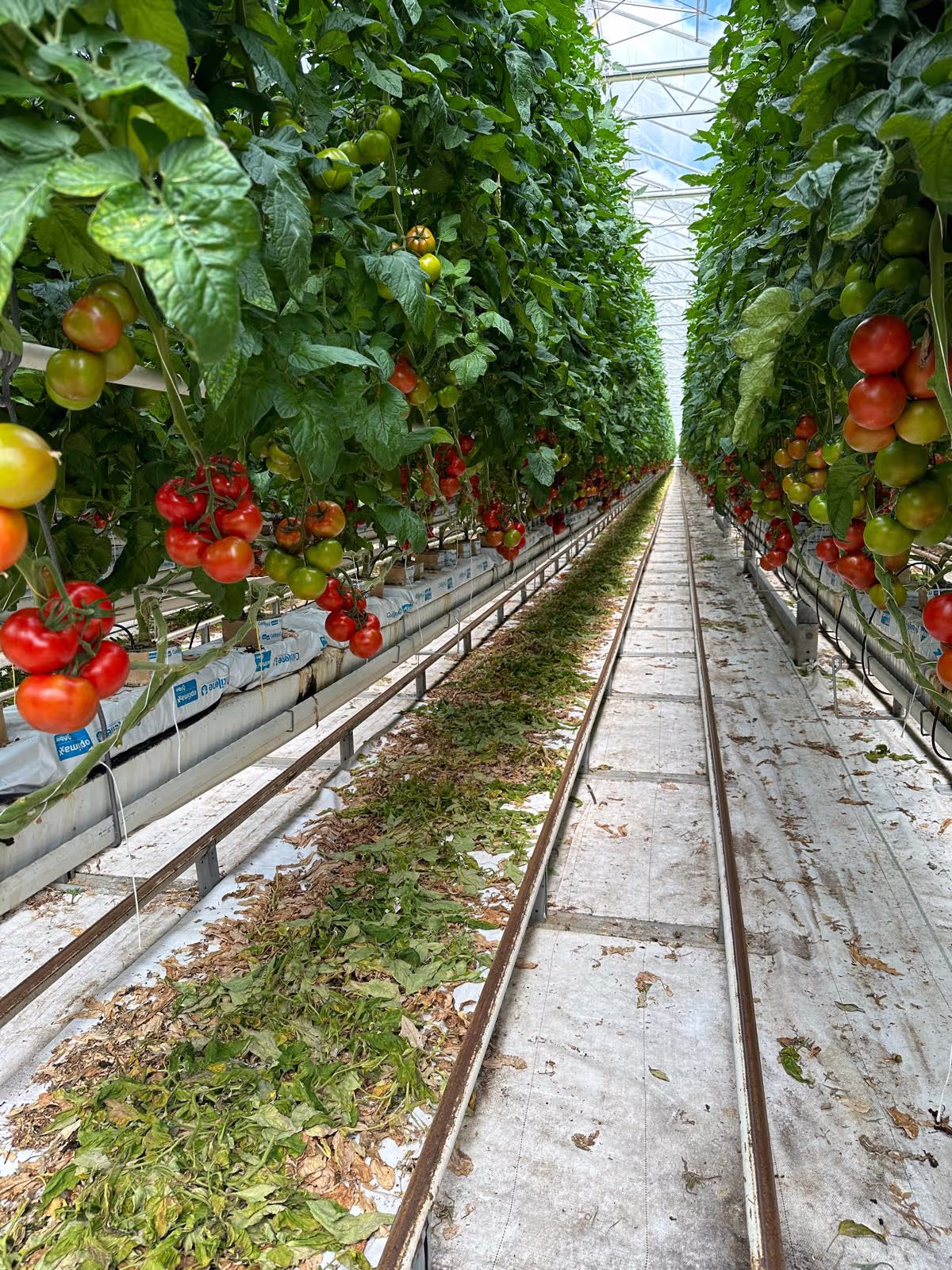 Tomato